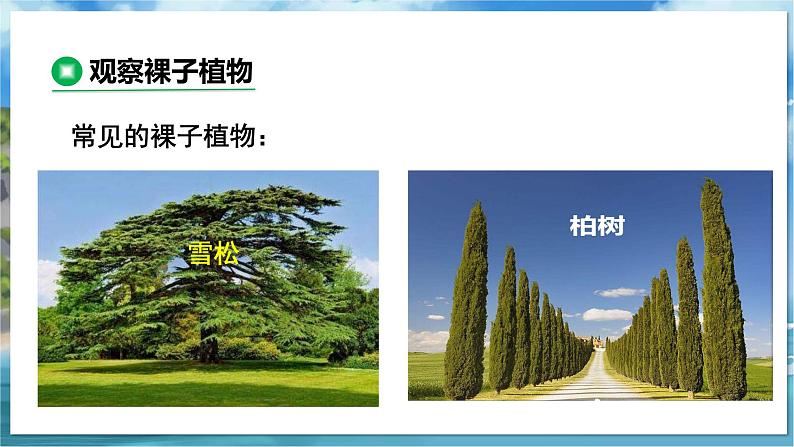 教学同步课件七下生物（苏科版）11.1 地面上的植物 第2课时第5页