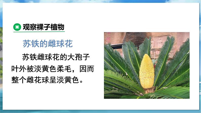 教学同步课件七下生物（苏科版）11.1 地面上的植物 第2课时第6页