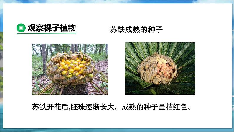 教学同步课件七下生物（苏科版）11.1 地面上的植物 第2课时第7页