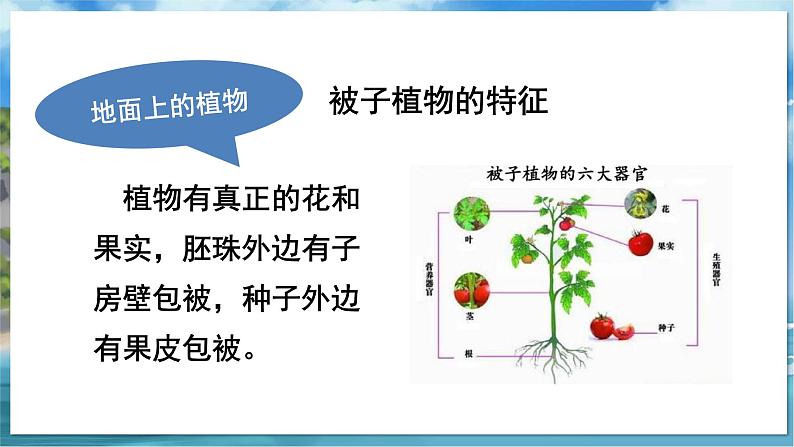 七下生物（苏科版）11.2 地面上的动物 PPT课件+教案03