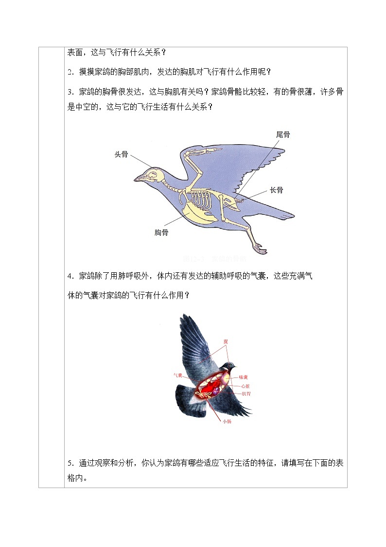 七下生物（苏科版）12.1 鸟类 PPT课件+教案02