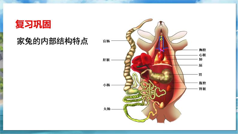 七下生物（苏科版）12.1 鸟类 PPT课件+教案02