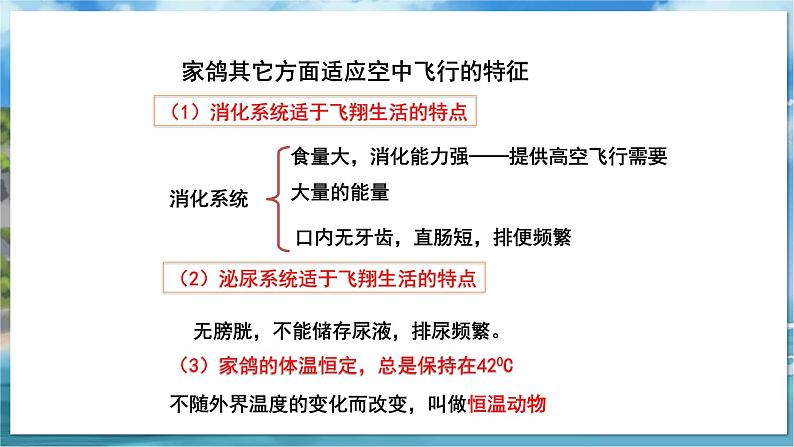 七下生物（苏科版）12.2 昆虫 PPT课件+教案03