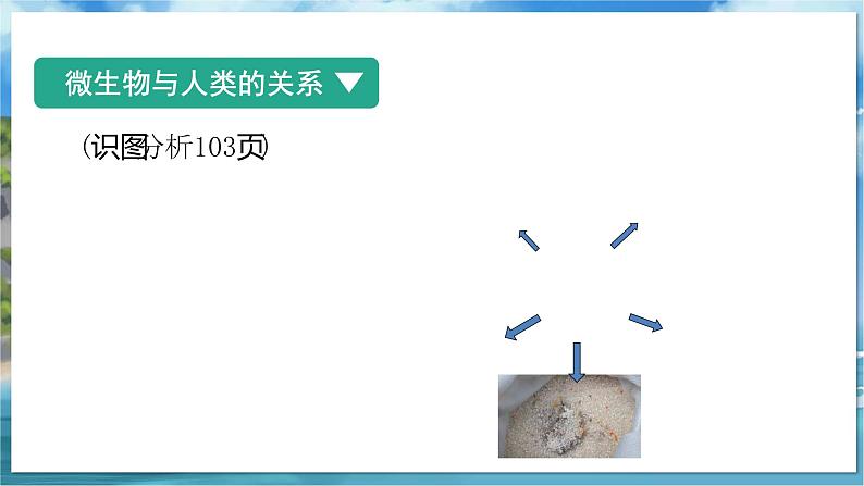 七下生物（苏科版）13.2 土壤里的微生物 第3课时 PPT课件第5页