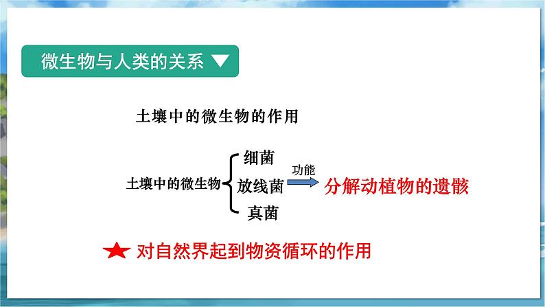 七下生物（苏科版）13.2 土壤里的微生物 第3课时 PPT课件第8页