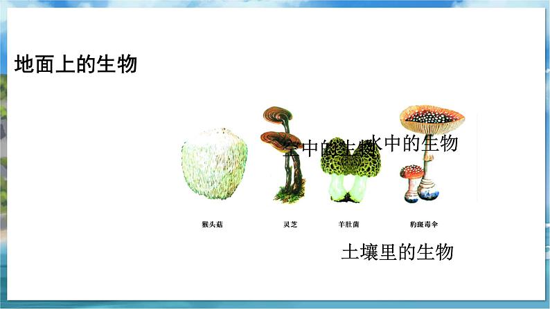 教学同步课件七下生物（苏科版）14.1 生物的命名和分类 第1课时第6页