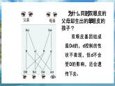 八下生物（苏科版）22.1 生物的遗传 第3课时 PPT课件+教案