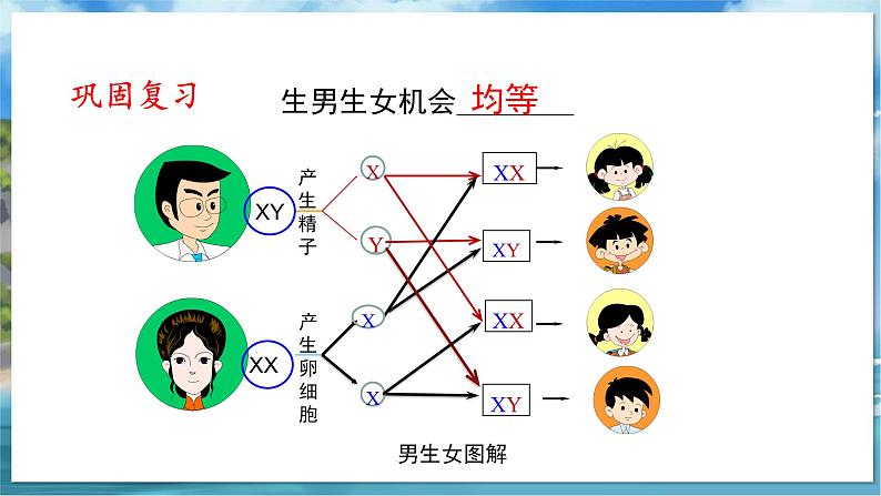 八下生物（苏科版）22.1 生物的遗传 第4课时 PPT课件02