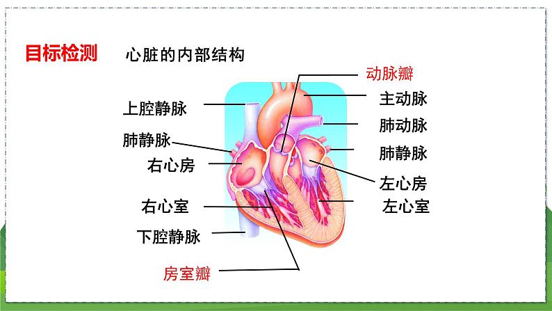 15.1 人体内物质的运输（第3课时）（八年级生物上苏科版教学课件）02