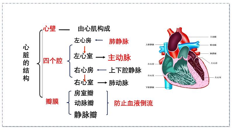 15.1 人体内物质的运输（第3课时）（八年级生物上苏科版教学课件）03