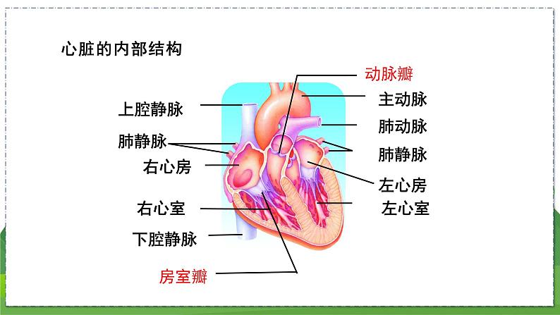 15.1 人体内物质的运输（第4课时）（八年级生物上苏科版教学课件）03