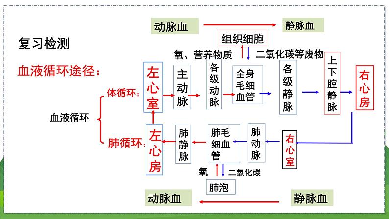 15.2 人体内废物的排出（第1课时）（八年级生物上苏科版教学课件）02