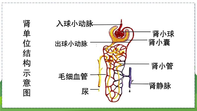 15.2 人体内废物的排出（第2课时）（八年级生物上苏科版教学课件）03