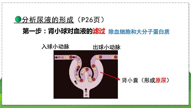 15.2 人体内废物的排出（第2课时）（八年级生物上苏科版教学课件）06