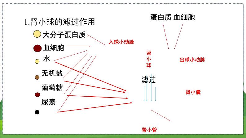 15.2 人体内废物的排出（第2课时）（八年级生物上苏科版教学课件）07