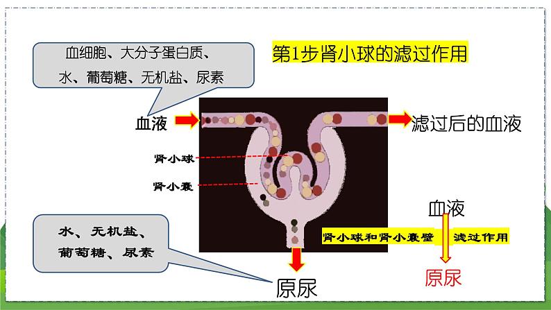 15.2 人体内废物的排出（第2课时）（八年级生物上苏科版教学课件）08