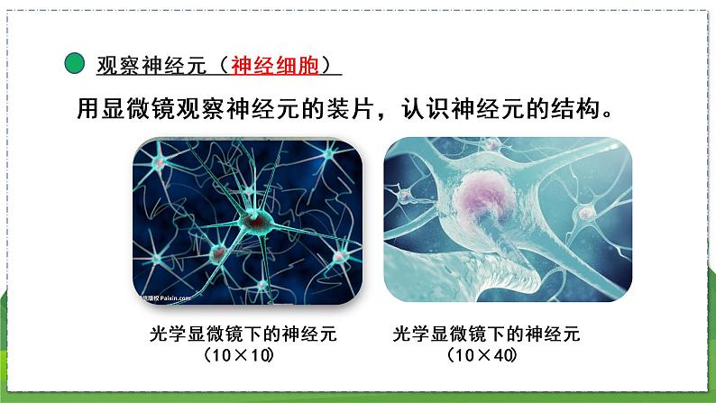 16.1 人体的神经调节（第1课时）（八年级生物上苏科版教学课件）06