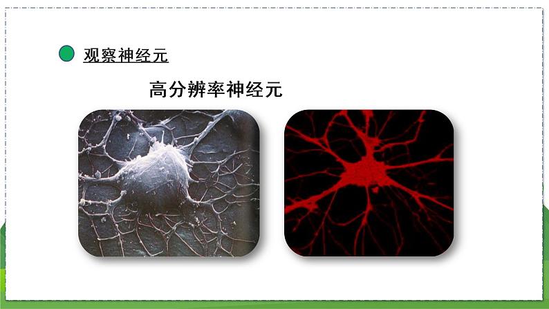 16.1 人体的神经调节（第1课时）（八年级生物上苏科版教学课件）07