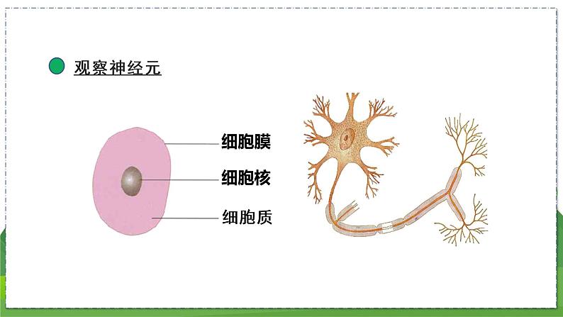 16.1 人体的神经调节（第1课时）（八年级生物上苏科版教学课件）08