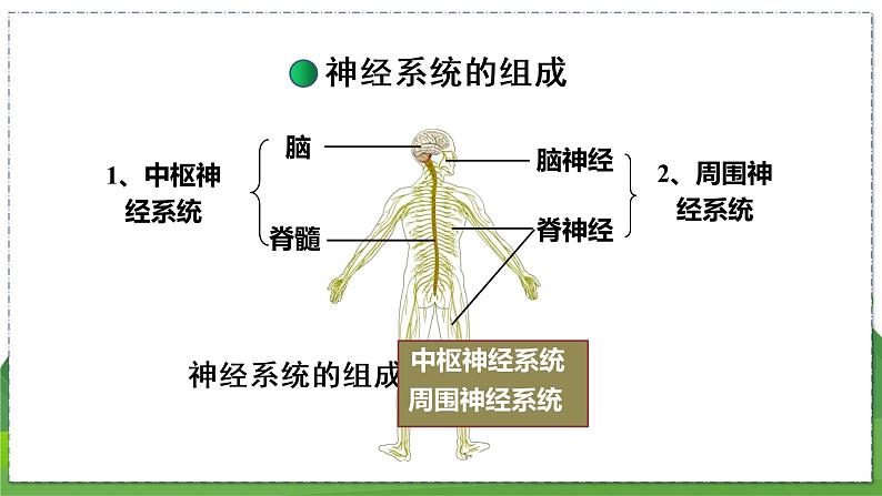 16.1 人体的神经调节（第2课时）（八年级生物上苏科版教学课件）02