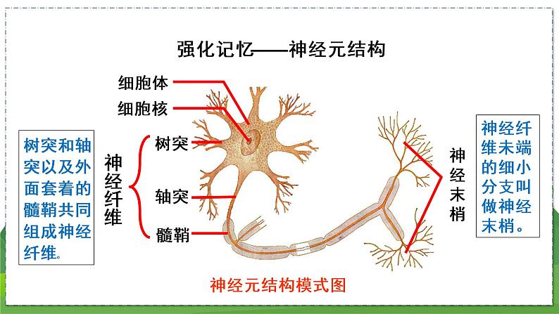 16.1 人体的神经调节（第2课时）（八年级生物上苏科版教学课件）03