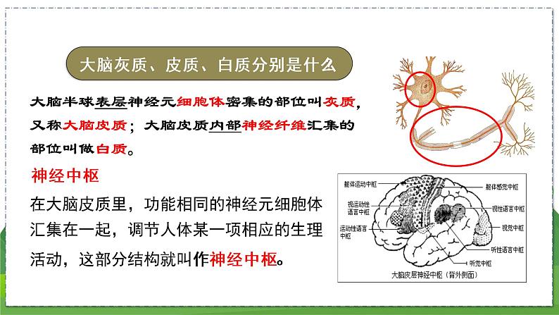 16.1 人体的神经调节（第2课时）（八年级生物上苏科版教学课件）08