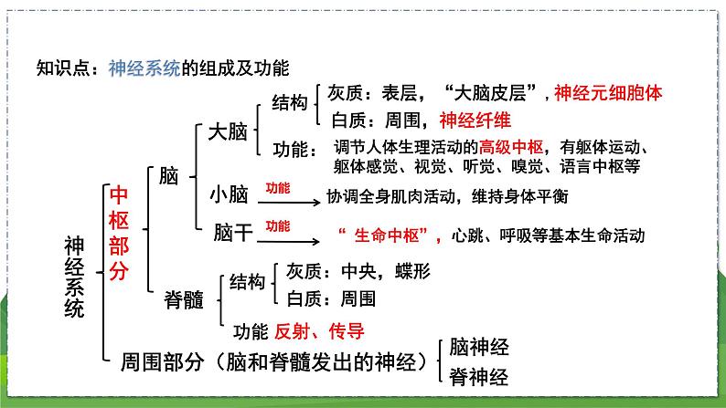 16.1 人体的神经调节（第3课时）（八年级生物上苏科版教学课件）02