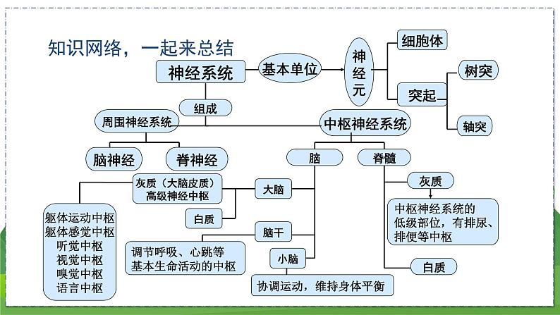 16.1 人体的神经调节（第3课时）（八年级生物上苏科版教学课件）03