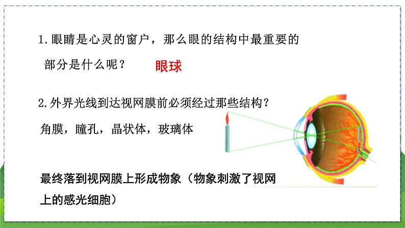 16.2 人体对信息的感知（第2课时）（八年级生物上苏科版教学课件）08