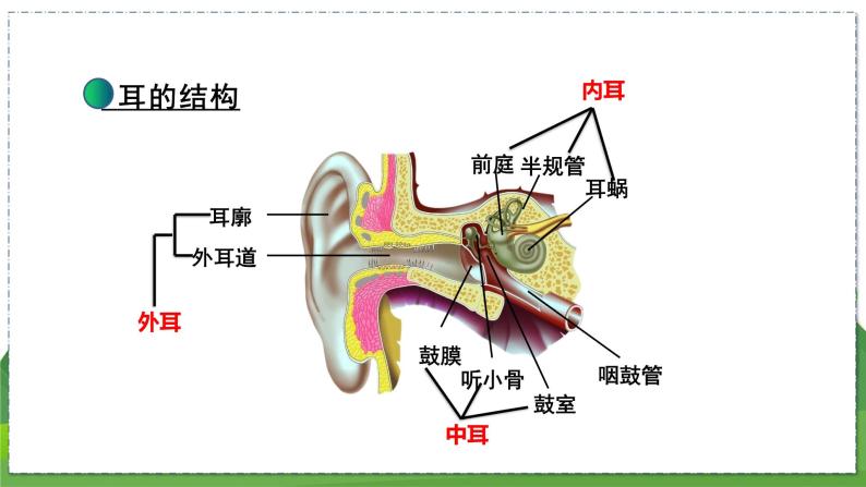 16.2 人体对信息的感知（第3课时）（八年级生物上苏科版教学课件）07