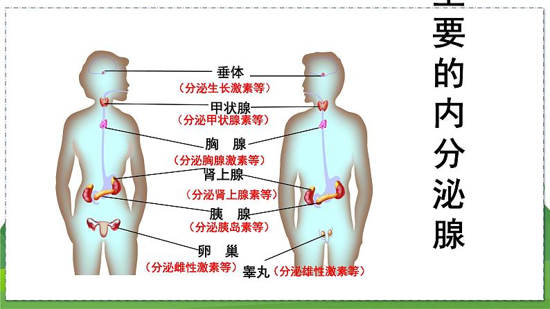 16.3 人体的激素调节（八年级生物上苏科版教学课件）第6页