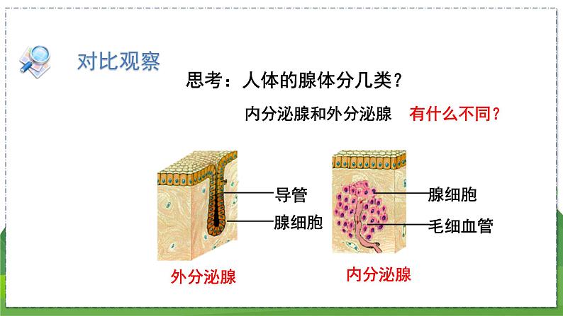 16.3 人体的激素调节（八年级生物上苏科版教学课件）第7页