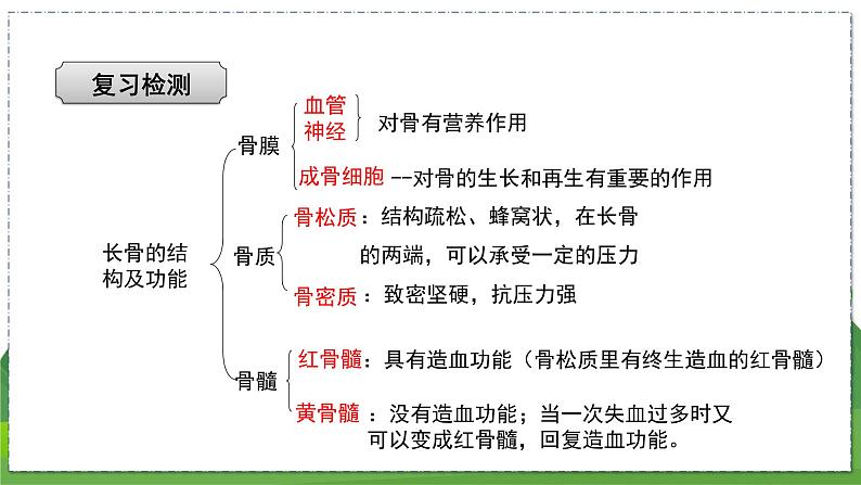 17.1 人体的运动（第2课时）（八年级生物上苏科版教学课件）02