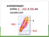 17.1 人体的运动（第2课时）（八年级生物上苏科版教学课件）