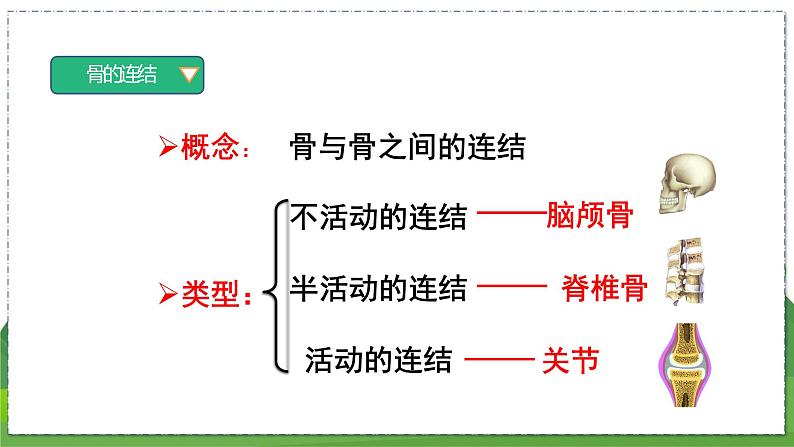 17.1 人体的运动（第2课时）（八年级生物上苏科版教学课件）07