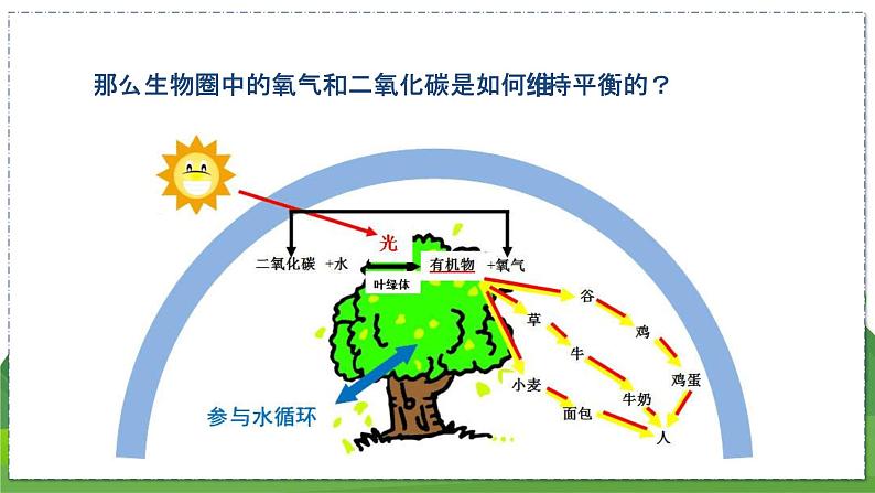 18.2 绿色植物与生物圈中的碳-氧平衡（八年级生物上苏科版教学课件）07