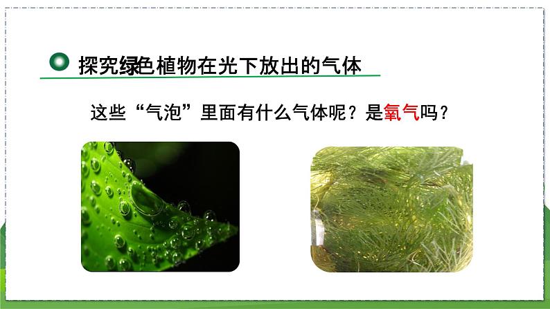 18.2 绿色植物与生物圈中的碳-氧平衡（八年级生物上苏科版教学课件）05