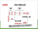 19.1 植物的生殖（第2课时）（八年级生物上苏科版教学课件）