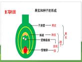 19.1 植物的生殖（第2课时）（八年级生物上苏科版教学课件）
