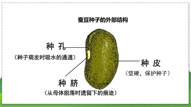 19.2 植物的生长发育（第1课时）（八年级生物上苏科版教学课件）06