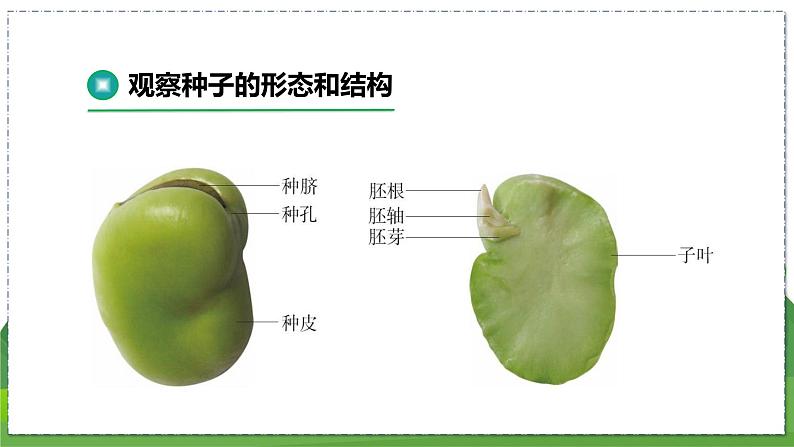 19.2 植物的生长发育（第1课时）（八年级生物上苏科版教学课件）07