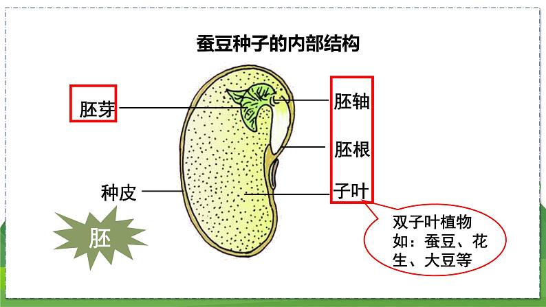 19.2 植物的生长发育（第1课时）（八年级生物上苏科版教学课件）08