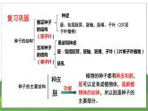 19.2 植物的生长发育（第2课时）（八年级生物上苏科版教学课件）