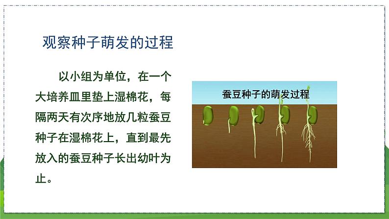 19.2 植物的生长发育（第3课时）（八年级生物上苏科版教学课件）05