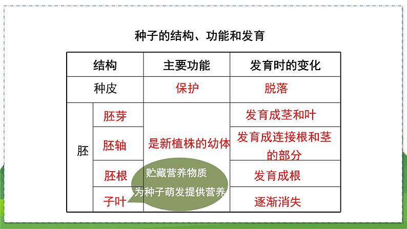 19.2 植物的生长发育（第3课时）（八年级生物上苏科版教学课件）08