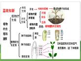 20.1 动物的生殖（八年级生物上苏科版教学课件）