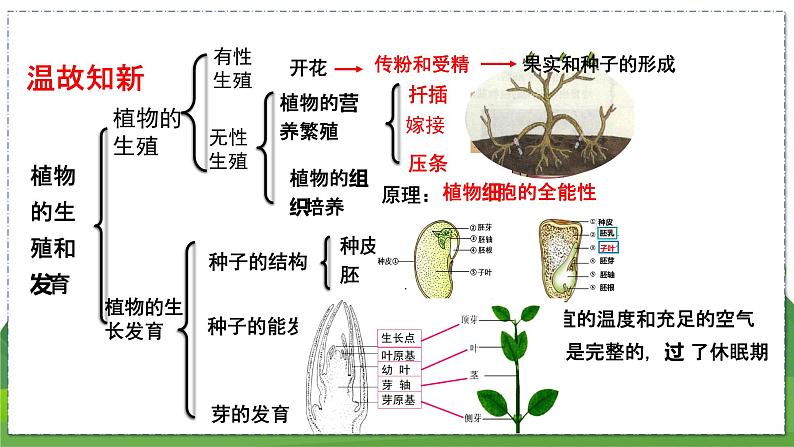 20.1 动物的生殖（八年级生物上苏科版教学课件）02