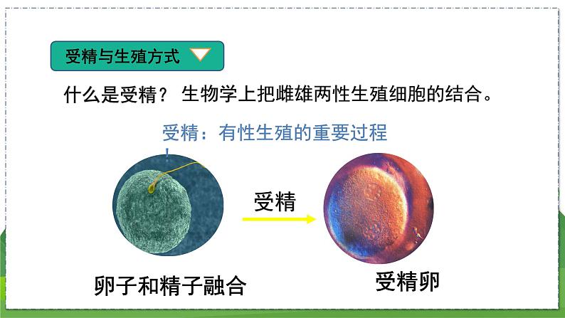 20.1 动物的生殖（八年级生物上苏科版教学课件）06