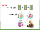 20.2 动物的发育（第2课时）（八年级生物上苏科版教学课件）