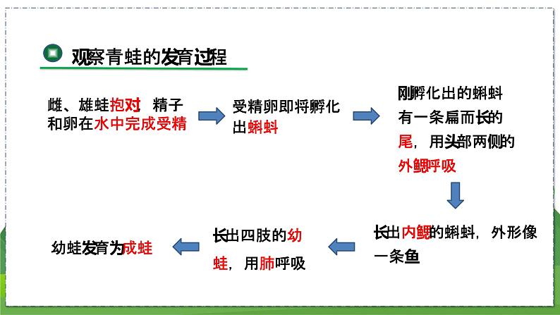 20.2 动物的发育（第2课时）（八年级生物上苏科版教学课件）06